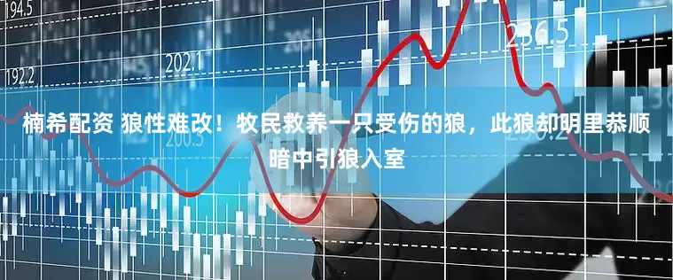 楠希配资 狼性难改！牧民救养一只受伤的狼，此狼却明里恭顺暗中引狼入室